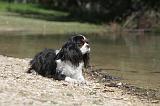 CAVALIER KING CHARLES 030
